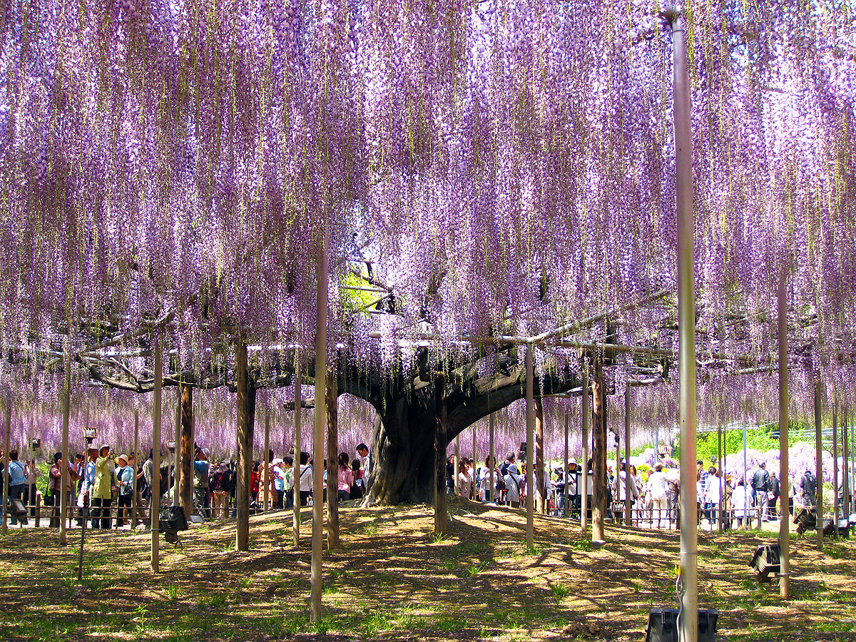 Wild Poisonous Plants Of The Week 15 - Japanese Wisteria